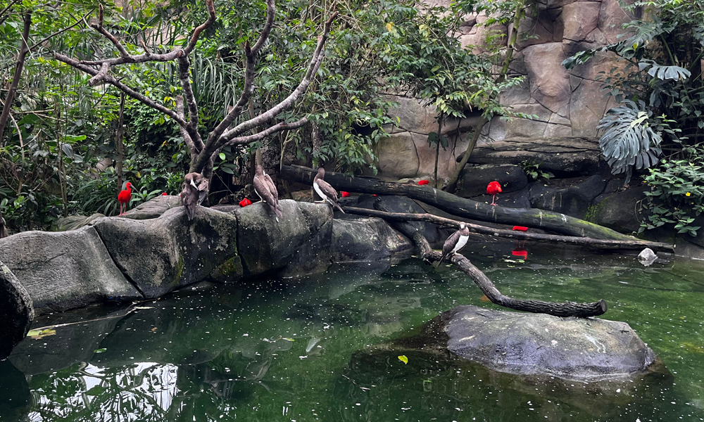 Já ouviu falar do Animália Park? Venha&nbsp;Conhecer!